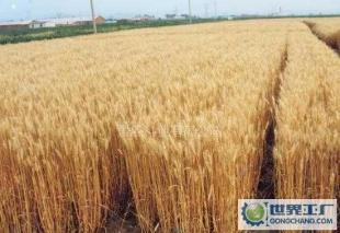 长期采购、批发、零售玉米、小麦、大豆、稻谷、豆粕、大米等。_农副产品