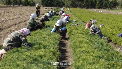 苇河林区:产业"开花"致富"有道"